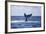 A Humpback Whale Slaps its Tail on the Surface of the Atlantic Ocean-Stocktrek Images-Framed Photographic Print