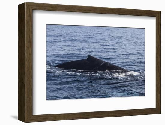 A Humpback Whale Surfaces to Breathe in the Caribbean Sea-Stocktrek Images-Framed Photographic Print