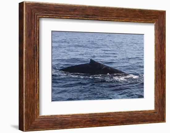 A Humpback Whale Surfaces to Breathe in the Caribbean Sea-Stocktrek Images-Framed Photographic Print