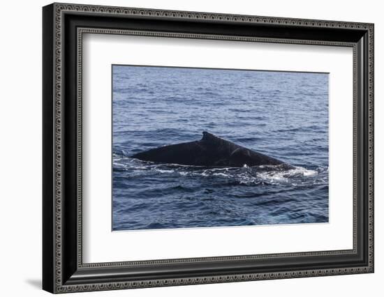 A Humpback Whale Surfaces to Breathe in the Caribbean Sea-Stocktrek Images-Framed Photographic Print