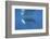 A Humpback Whale Surfaces to Breathe-Stocktrek Images-Framed Photographic Print