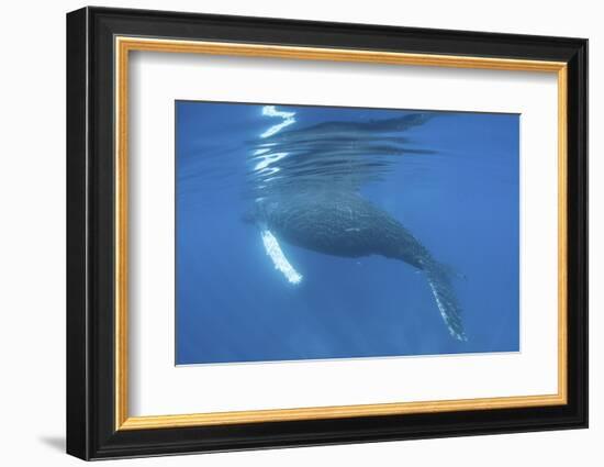 A Humpback Whale Surfaces to Breathe-Stocktrek Images-Framed Photographic Print