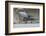 A Hungarian Air Force Jas-39 Gripen in the Hangar-Stocktrek Images-Framed Photographic Print