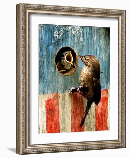 A Hungry Baby Wren Opens Wide for a Snack Wiggling-null-Framed Photographic Print