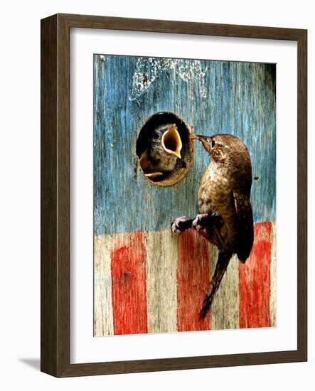 A Hungry Baby Wren Opens Wide for a Snack Wiggling-null-Framed Photographic Print