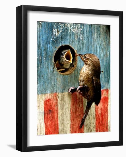 A Hungry Baby Wren Opens Wide for a Snack Wiggling-null-Framed Photographic Print