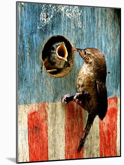 A Hungry Baby Wren Opens Wide for a Snack Wiggling-null-Mounted Photographic Print