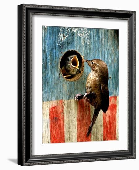 A Hungry Baby Wren Opens Wide for a Snack Wiggling-null-Framed Photographic Print