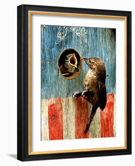 A Hungry Baby Wren Opens Wide for a Snack Wiggling-null-Framed Photographic Print