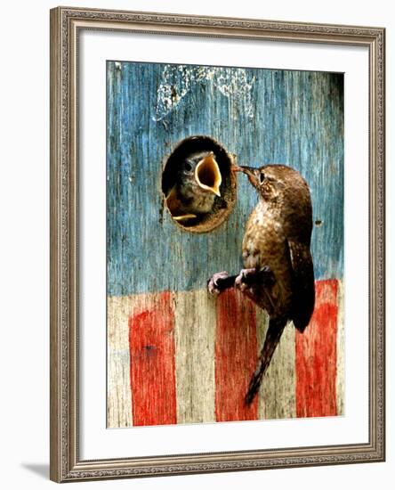 A Hungry Baby Wren Opens Wide for a Snack Wiggling-null-Framed Photographic Print