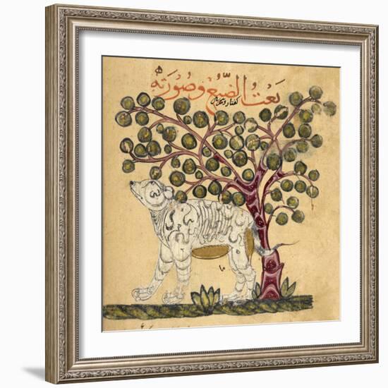 A Hyena-Aristotle ibn Bakhtishu-Framed Giclee Print