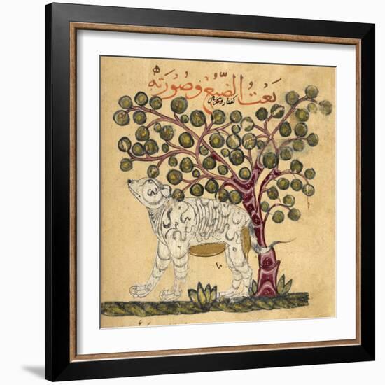 A Hyena-Aristotle ibn Bakhtishu-Framed Giclee Print