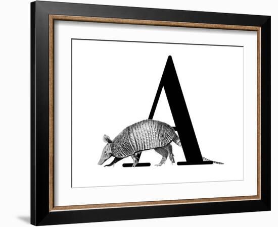 A is for Armadillo-Stacy Hsu-Framed Art Print