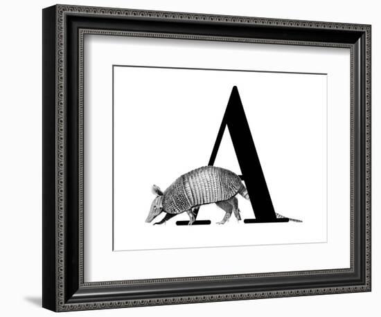 A is for Armadillo-Stacy Hsu-Framed Premium Giclee Print