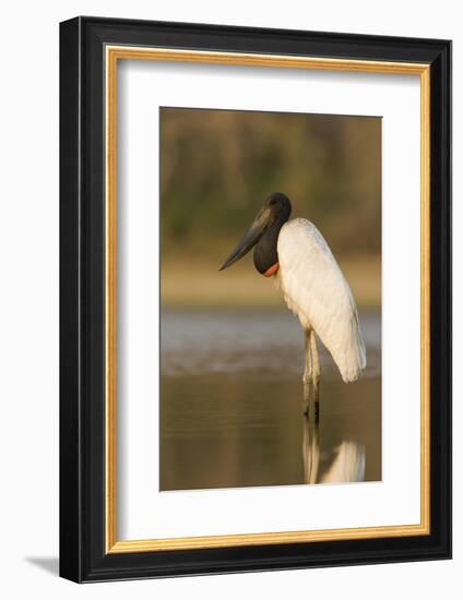 A Jabiru, a Large Species of Stork, in the Pantanal, Brazil-Neil Losin-Framed Photographic Print