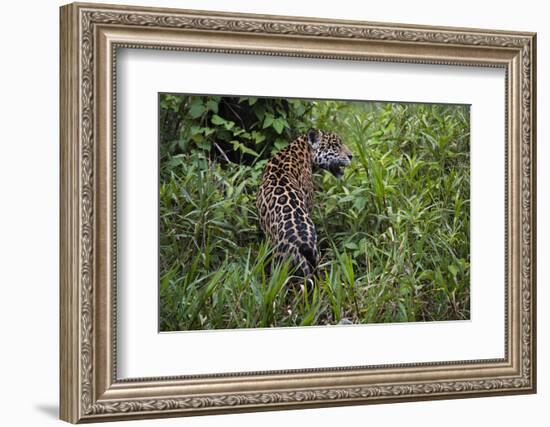 A jaguar (Panthera onca) moving through the grass, Cuiaba River, Pantanal, Mato Grosso, Brazil, Sou-Sergio Pitamitz-Framed Photographic Print