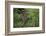 A jaguar (Panthera onca) moving through the grass, Cuiaba River, Pantanal, Mato Grosso, Brazil, Sou-Sergio Pitamitz-Framed Photographic Print