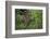 A jaguar (Panthera onca) moving through the grass, Cuiaba River, Pantanal, Mato Grosso, Brazil, Sou-Sergio Pitamitz-Framed Photographic Print