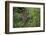 A jaguar (Panthera onca) moving through the grass, Cuiaba River, Pantanal, Mato Grosso, Brazil, Sou-Sergio Pitamitz-Framed Photographic Print