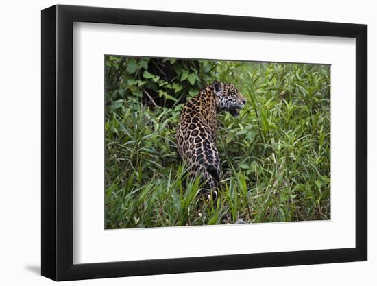 A jaguar (Panthera onca) moving through the grass, Cuiaba River, Pantanal, Mato Grosso, Brazil, Sou-Sergio Pitamitz-Framed Photographic Print