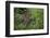 A jaguar (Panthera onca) moving through the grass, Cuiaba River, Pantanal, Mato Grosso, Brazil, Sou-Sergio Pitamitz-Framed Photographic Print