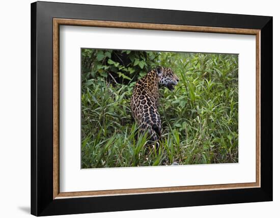 A jaguar (Panthera onca) moving through the grass, Cuiaba River, Pantanal, Mato Grosso, Brazil, Sou-Sergio Pitamitz-Framed Photographic Print