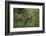 A jaguar (Panthera onca) moving through the grass, Cuiaba River, Pantanal, Mato Grosso, Brazil, Sou-Sergio Pitamitz-Framed Photographic Print