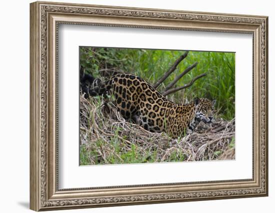 A jaguar (Panthera onca) moving through the grass, Cuiaba River, Pantanal, Mato Grosso, Brazil, Sou-Sergio Pitamitz-Framed Photographic Print