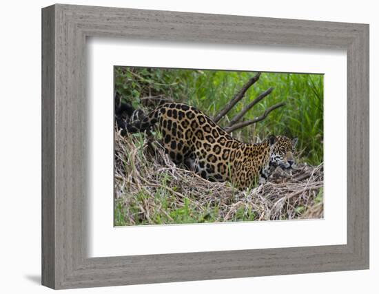 A jaguar (Panthera onca) moving through the grass, Cuiaba River, Pantanal, Mato Grosso, Brazil, Sou-Sergio Pitamitz-Framed Photographic Print