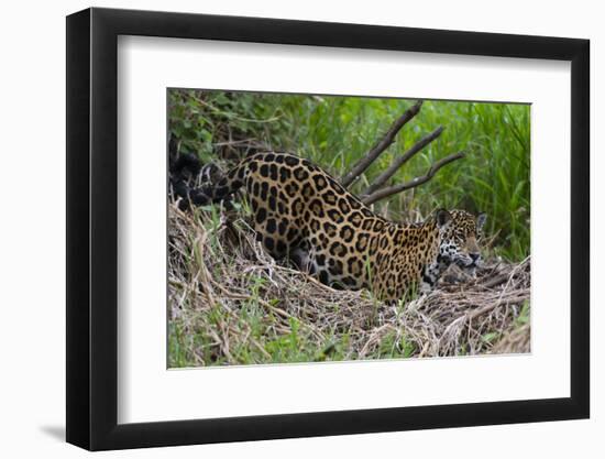 A jaguar (Panthera onca) moving through the grass, Cuiaba River, Pantanal, Mato Grosso, Brazil, Sou-Sergio Pitamitz-Framed Photographic Print