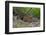 A jaguar (Panthera onca) moving through the grass, Cuiaba River, Pantanal, Mato Grosso, Brazil, Sou-Sergio Pitamitz-Framed Photographic Print