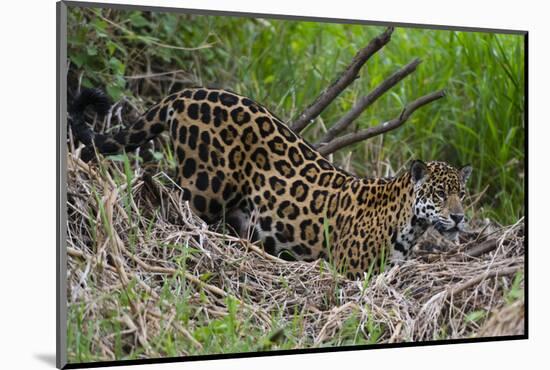 A jaguar (Panthera onca) moving through the grass, Cuiaba River, Pantanal, Mato Grosso, Brazil, Sou-Sergio Pitamitz-Mounted Photographic Print