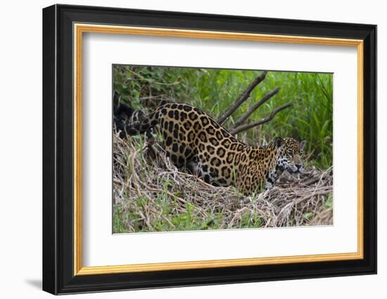 A jaguar (Panthera onca) moving through the grass, Cuiaba River, Pantanal, Mato Grosso, Brazil, Sou-Sergio Pitamitz-Framed Photographic Print