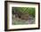 A jaguar (Panthera onca) moving through the grass, Cuiaba River, Pantanal, Mato Grosso, Brazil, Sou-Sergio Pitamitz-Framed Photographic Print