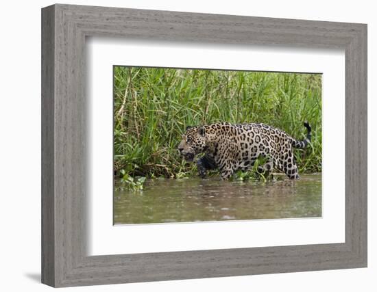 A jaguar (Panthera onca) walking along Cuiaba River bank, Pantanal, Mato Grosso, Brazil, South Amer-Sergio Pitamitz-Framed Photographic Print