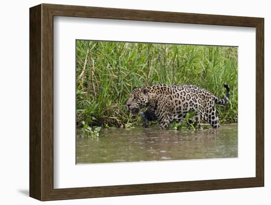 A jaguar (Panthera onca) walking along Cuiaba River bank, Pantanal, Mato Grosso, Brazil, South Amer-Sergio Pitamitz-Framed Photographic Print