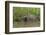 A jaguar (Panthera onca) walking along Cuiaba River bank, Pantanal, Mato Grosso, Brazil, South Amer-Sergio Pitamitz-Framed Photographic Print