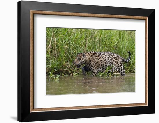 A jaguar (Panthera onca) walking along Cuiaba River bank, Pantanal, Mato Grosso, Brazil, South Amer-Sergio Pitamitz-Framed Photographic Print