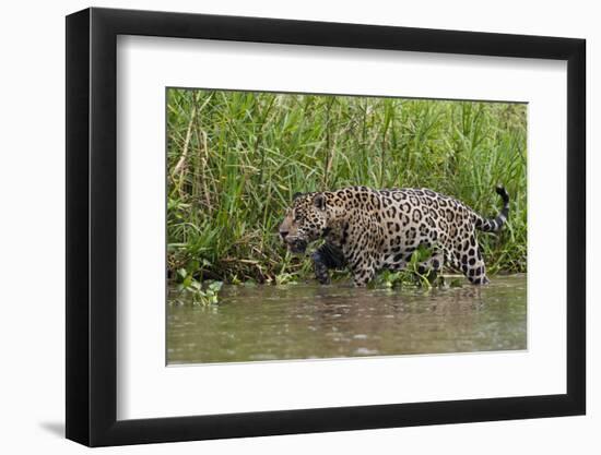 A jaguar (Panthera onca) walking along Cuiaba River bank, Pantanal, Mato Grosso, Brazil, South Amer-Sergio Pitamitz-Framed Photographic Print