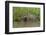 A jaguar (Panthera onca) walking along Cuiaba River bank, Pantanal, Mato Grosso, Brazil, South Amer-Sergio Pitamitz-Framed Photographic Print