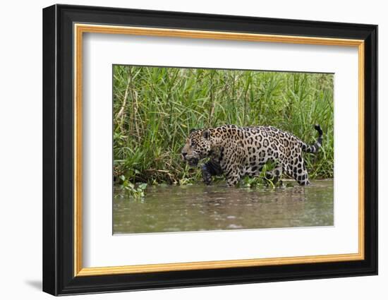 A jaguar (Panthera onca) walking along Cuiaba River bank, Pantanal, Mato Grosso, Brazil, South Amer-Sergio Pitamitz-Framed Photographic Print