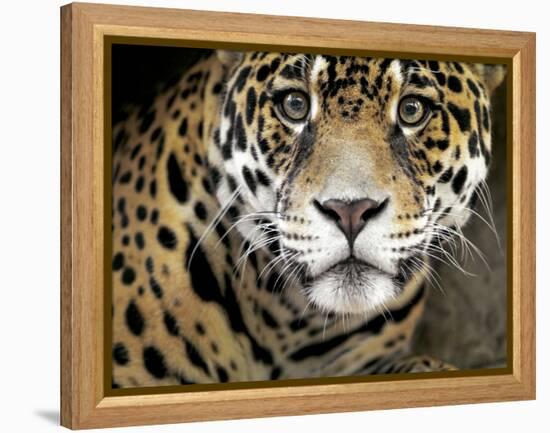 A Jaguar Stares Intensely into the Camera.-Karine Aigner-Framed Premier Image Canvas