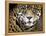 A Jaguar Stares Intensely into the Camera.-Karine Aigner-Framed Premier Image Canvas