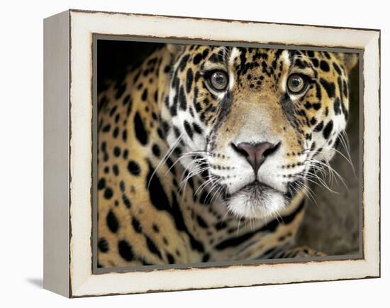 A Jaguar Stares Intensely into the Camera.-Karine Aigner-Framed Premier Image Canvas