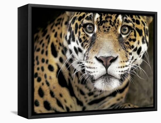 A Jaguar Stares Intensely into the Camera.-Karine Aigner-Framed Premier Image Canvas