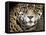 A Jaguar Stares Intensely into the Camera.-Karine Aigner-Framed Premier Image Canvas