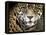 A Jaguar Stares Intensely into the Camera.-Karine Aigner-Framed Premier Image Canvas