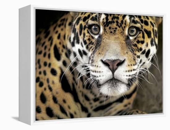 A Jaguar Stares Intensely into the Camera.-Karine Aigner-Framed Premier Image Canvas