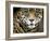 A Jaguar Stares Intensely into the Camera.-Karine Aigner-Framed Photographic Print