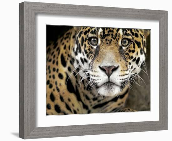 A Jaguar Stares Intensely into the Camera.-Karine Aigner-Framed Photographic Print